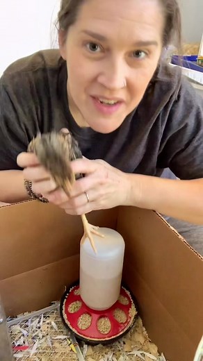 3 Ways to Keep Your Chick Brooder Clean