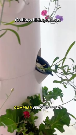 @hidroponiaencasa3 on Instagram: "¿Te imaginas cultivar tus propias verduras frescas sin tierra y desde casa? ¡Con la hidroponía es posible! 💧 En este video te muestro cómo funciona este método sostenible, ideal para ahorrar espacio, agua y dinero. 🥬✨Ya no necesitas un gran jardín para tener tu propio huerto: solo ganas de aprender y cuidar tus plantas. 🍅💡¡Anímate a transformar tu forma de cultivar y únete al cambio verde! ♻️🌱 #Hidroponía #CultivoSostenible #HuertoEnCasa #VidaEcológica #Pla