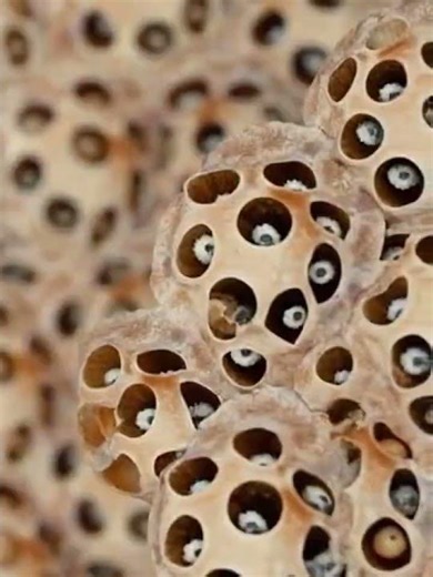 Trypophobia test: How long can you look at this? #trypophobia