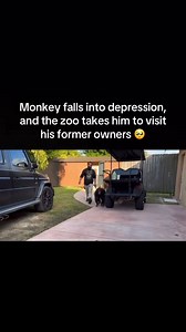 Monkey falls into depression and the zoo takes him to visit his former owners 🥺 | Christian Vibes Gh.