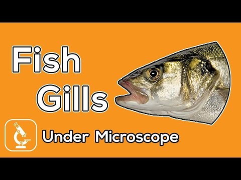 Under Microscope | What does fish gills look like under the microscope?