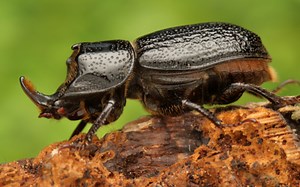 是锹甲劈了腿还是兜虫出了轨，来自欧洲的锹甲Sinodendron cylindricum