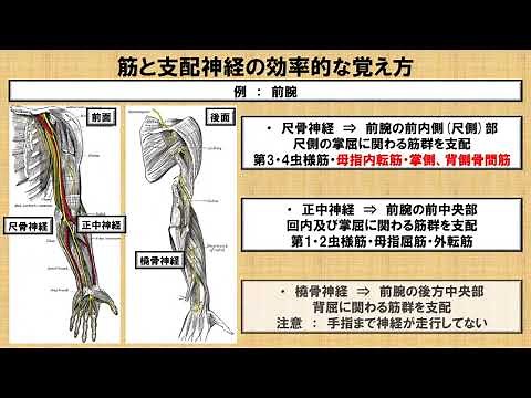 筋と神経支配の効率的な覚え方 ～No.51 理学療法士国家試験対策 シリーズ～