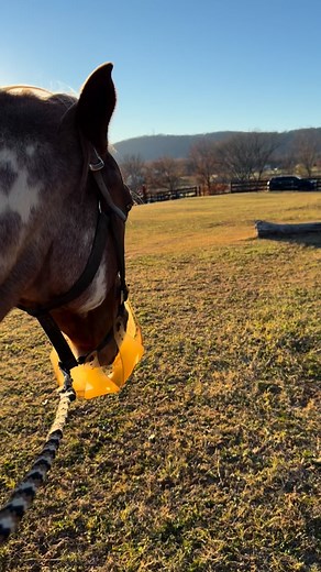 Do you have #dreams ? 🐎 Come #ride with us and learn! #horses #dressage #equestrian #ridinglessons #haymarketfarm #haymarketva #haymarket #fyp #explorepage #explorepages #lanternlanefarmva #lanternlanefarm_va | Lantern Lane Farm
