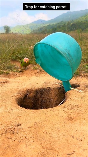 trap for catching parrot