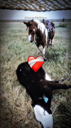How do cows debloat😮