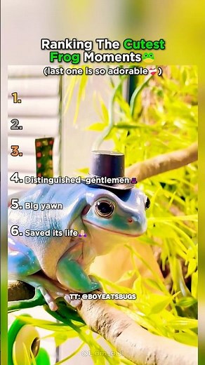 Top 6 Cutest Frog Moments Ranked!