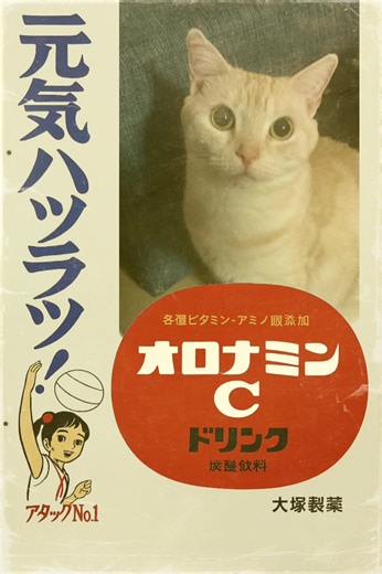 #猫のおもしろ動画癒し猫動画 #MemeCut #猫ミーム 昭和CMにみーちゃんが😅👍🐈💕