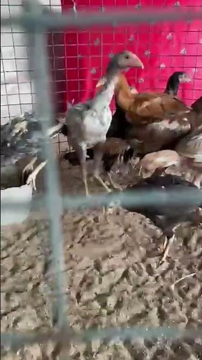 aseel fighter rooster video kala java lakha peela white parrotbeak #aseel #rooster #parrotbeak