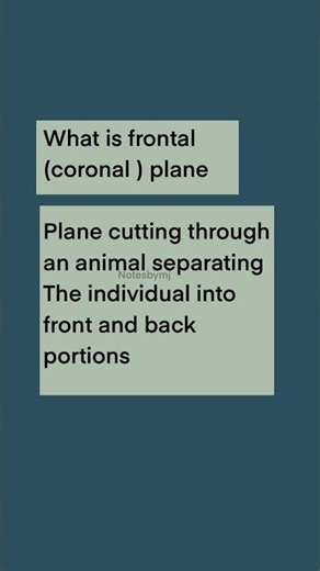 What Is the Frontal (Coronal) Plane? | Anatomy Definition