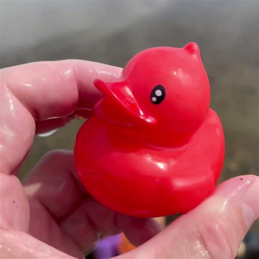 Wolf Pack Fact | Duck Flight Speed! 💨 Two Animal Facts for Kids