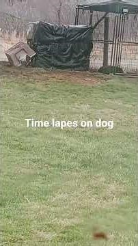 time lapes on puppy