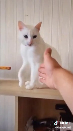 Video Lucu Kucing Random - Hiburan di Hari Libur 🐈