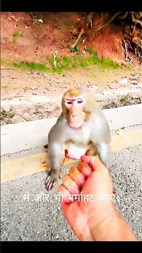 Monkey Shows Middle Finger, Humanity Reacts