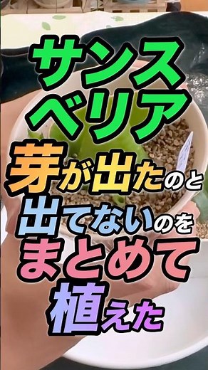 【サンスベリアの葉挿し植え替え】#サンスベリア #サンセベリア #葉挿し #挿し芽 #芽 #葉っぱ #新芽 #植え替え #寄せ植え