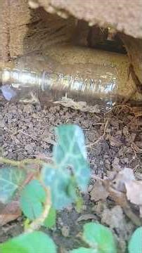 day two of checking lizard traps