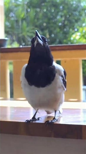 Wild bird sound of rolling crystals: Bobbie the Butcherbird