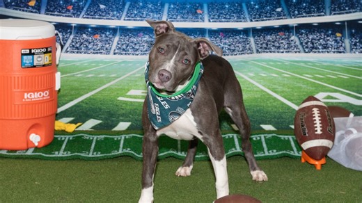 ACCT Philly offering $26 adoptions Super Bowl Weekend
