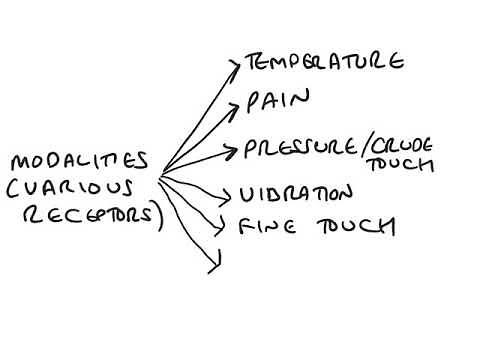 Divisions of the sensory system and sensory modalities