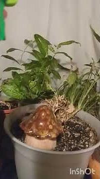 How I Get Rid of Aphids! 🪴