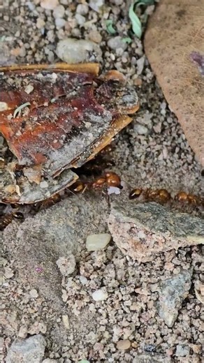 Huge Growth! My Red Ant Colony is EXPLODING