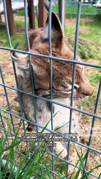 Happy International Lynx Day from our 5 rescued lynxes to you! 🤍🐾 All species of lynx are special in their own way, but there’s no denying that their shared features are incredible too! Between their large paws and iconic ear tufts, lynx are unique and recognizable cats 🌟. 👉 Eurasian, Canada, and Iberian are the species that are referred to as “lynx”, but do you know the last, sneaky species that belongs in the Lynx genus?! #internationlynxday #lynx #eurasianlynx #canadalynx #iberianlynx #ly