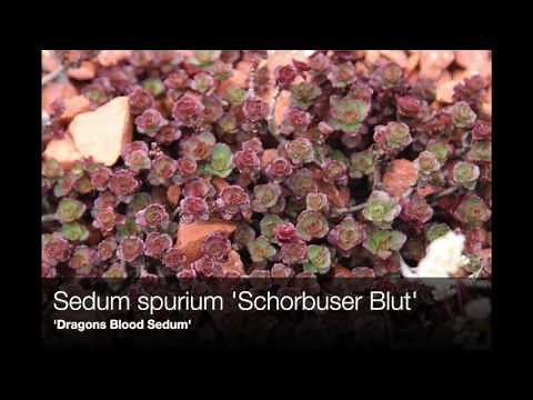 Sedum Varieties for Gardens and Containers