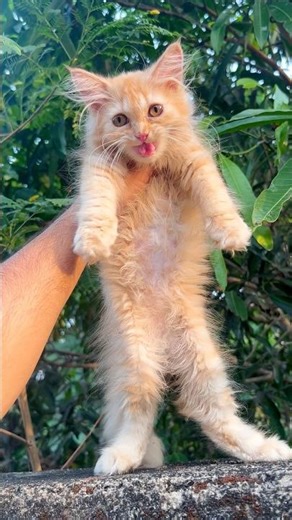 Play this to attract your cat 🙀🐈! Cat videos ! Cat sound ! Cat voice ! Cat ! Persian cat ! Cats