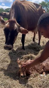 Baby Shalom came a little early to our beautiful Shekinah. Healthy and hearty baby girl. | Peaceful Hills Farm