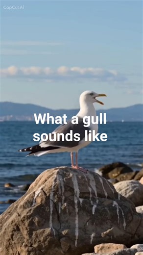 What a gull sounds like