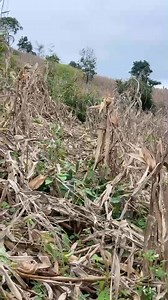 Khwv txhiaj tu siab | Ntxawm muas