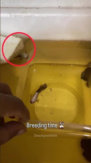 Betta fish breeding😍😇🌸.how to breed betta fish in breeding box