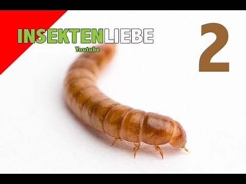 ❌Mehlwurm (Tenebrio molitor) Zuchtentwicklung | Es funktioniert!