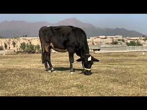 The Most Relaxing Video of a Cow Chewing