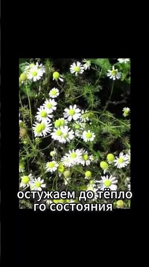 Ромашка при простуде и боли в горле 🌼 Эффективная помощь