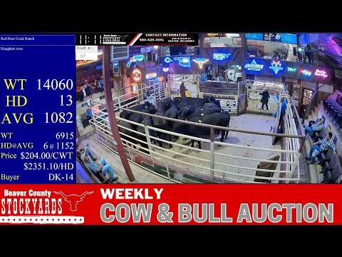 10/6/2025 - Cow & Bull Auction - Beaver County Stockyards