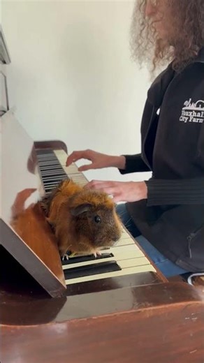 Pudding the Guinea Pig loving Old MacDonald had a Farm on the Piano