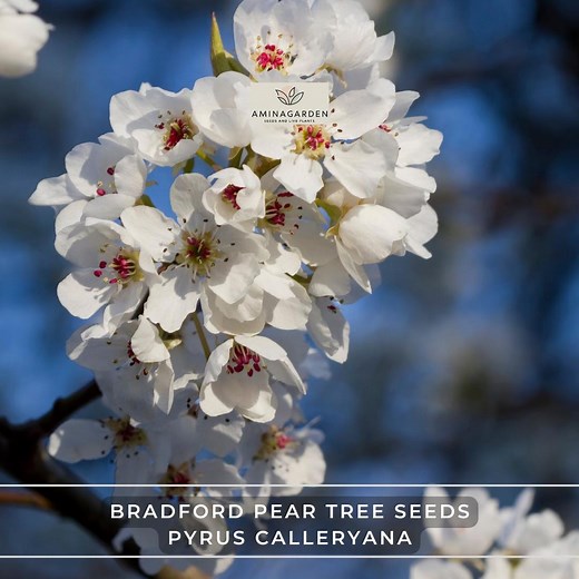 Bradford Pear Tree Seeds – Pyrus Calleryana | Fast-growing Ornamental Tree With White Spring Blooms & Fall Color - Etsy