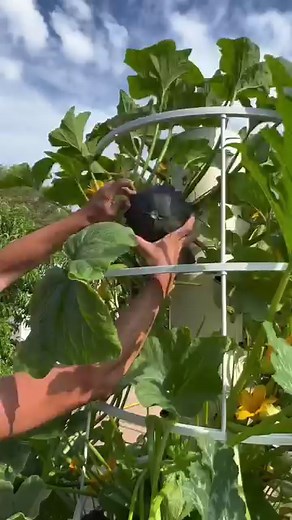 Vertical farming with zucchini on aeroponic towers #zucchini #courgette #towergarden #summersquash #verticalfarming #aeroponics #agriculture #hydroponics #farming | Agrotonomy Tower Farms