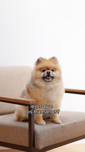 ¿Sabías que los perros pueden escuchar sonidos hasta cuatro veces más lejos que los humanos? #petlandmx #puppylove #mascotas | Petland México