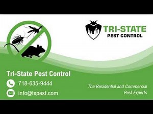 NYC Pest Control: Local Exterminators & Bed Bug Removal Near You