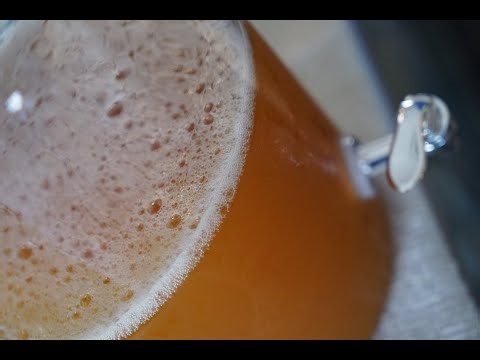 Viewing Live Kombucha Under a Microscope