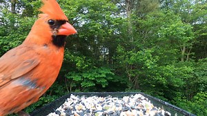 Red-bellied Woodpeckers, Red-winged Blackbirds, Blue Jays, Common Grackles, Northern Cardinals, Tufted Titmouse | Critter Cam