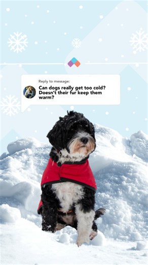 January means winter coat and jacket season... including for our pets! 📹 VCA Blum Animal Hospital | VCA Animal Hospitals