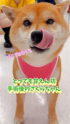 甘えん坊のさくらちゃん#動物病院 #避妊手術 #しばいぬ #しば犬 #柴犬 #かわいい犬 #術後服#ピンク #甘えん坊 #甘え上手 #ごきげん #こもれびペットクリニック