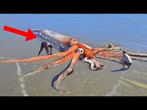 10 Craziest Things Found On The Beach!