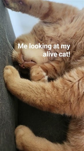 I miss my dead cat so much but its in heaven now...