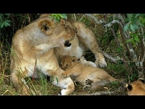The Mother Lioness With Her Special Cubs | Kruger National Park | Latest Sightings