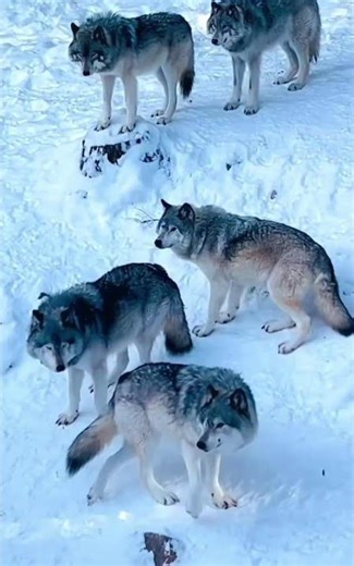 6 Wolves up close in -35°C ❄️🐺