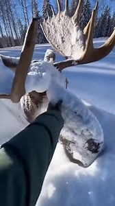 2.5M views · 47K reactions | Bright sun. Fresh snow. A bull moose running in like this was the last thing we expected ❄️歷 #BullMoose #WildlifeMoments #NatureUnscripted #SnowyDay #WildEncounters | MasonA | Facebook